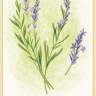 The Lavendar card from “Forest Magic Oracle”